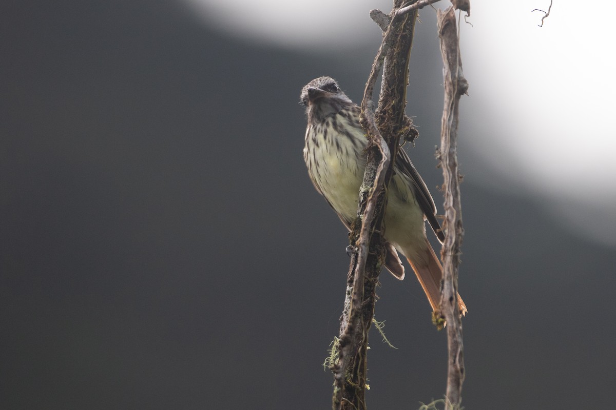 Sulphur-bellied Flycatcher - ML646551598