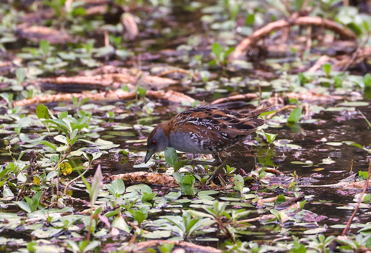 Baillon's Crake - ML646551599
