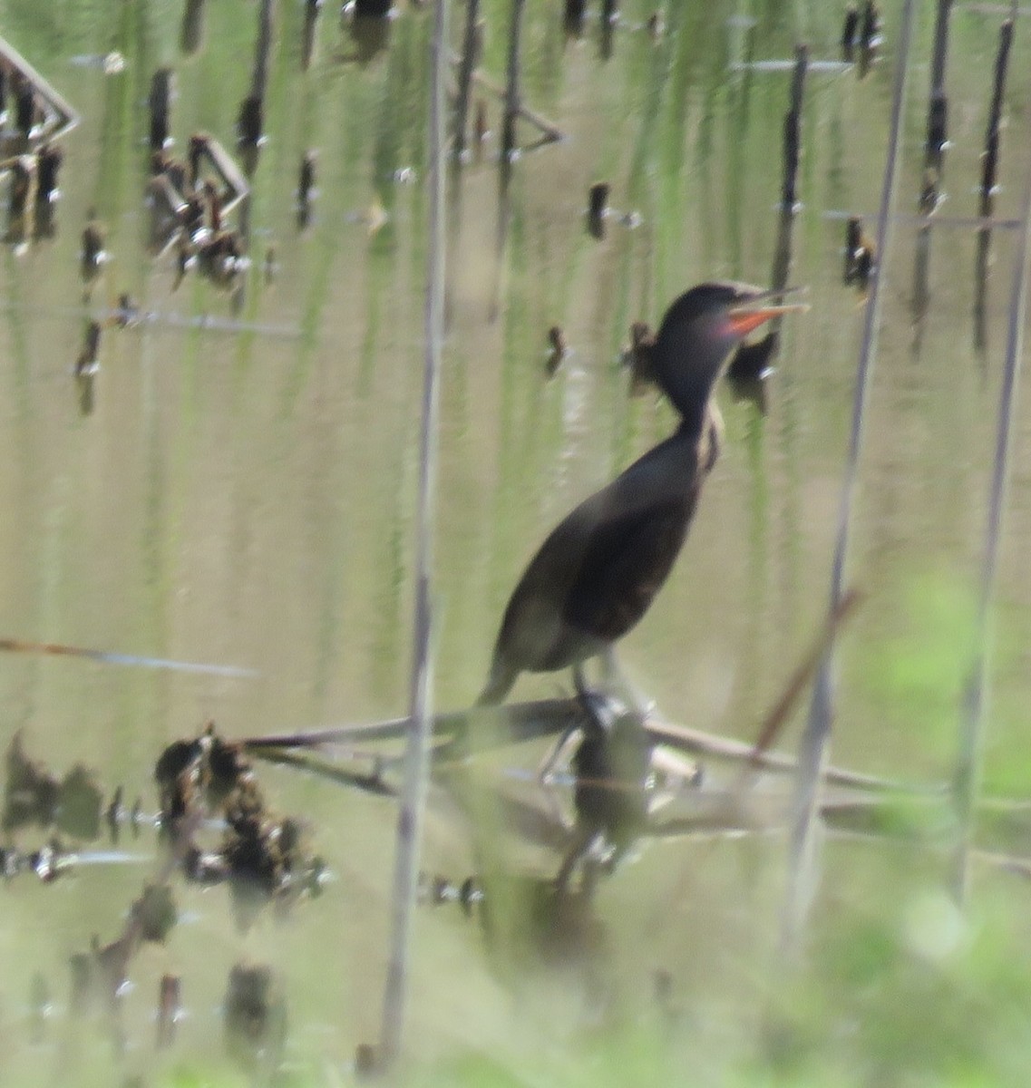 Neotropic Cormorant - ML646551600