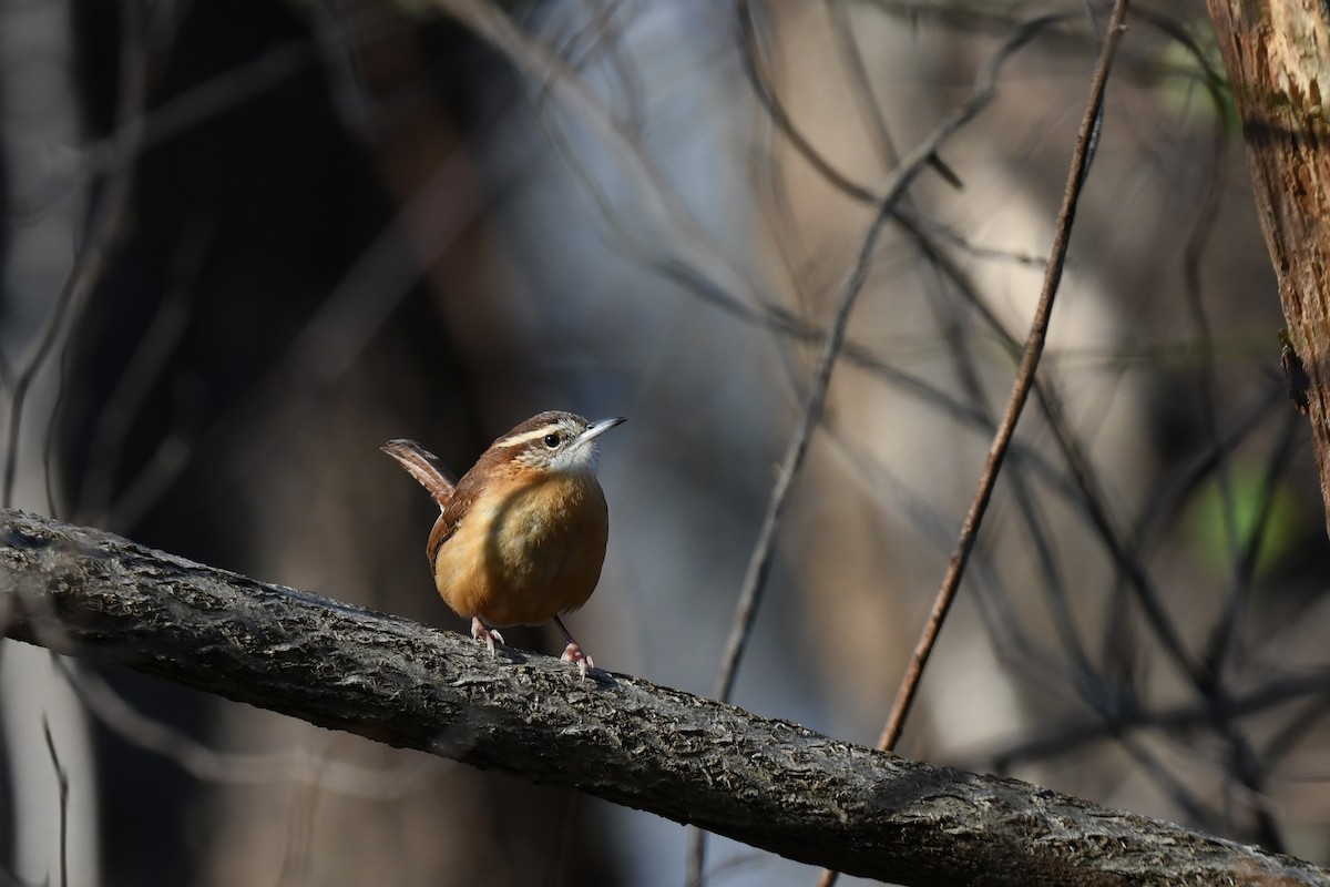 Carolina Wren - ML646551601