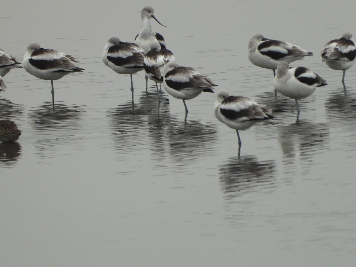 American Avocet - ML646551602