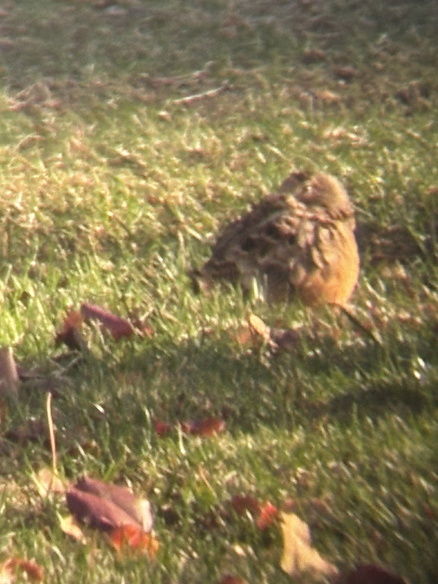 American Woodcock - ML646551604