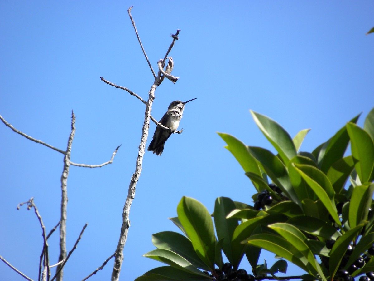 Ruby-throated Hummingbird - ML646551607