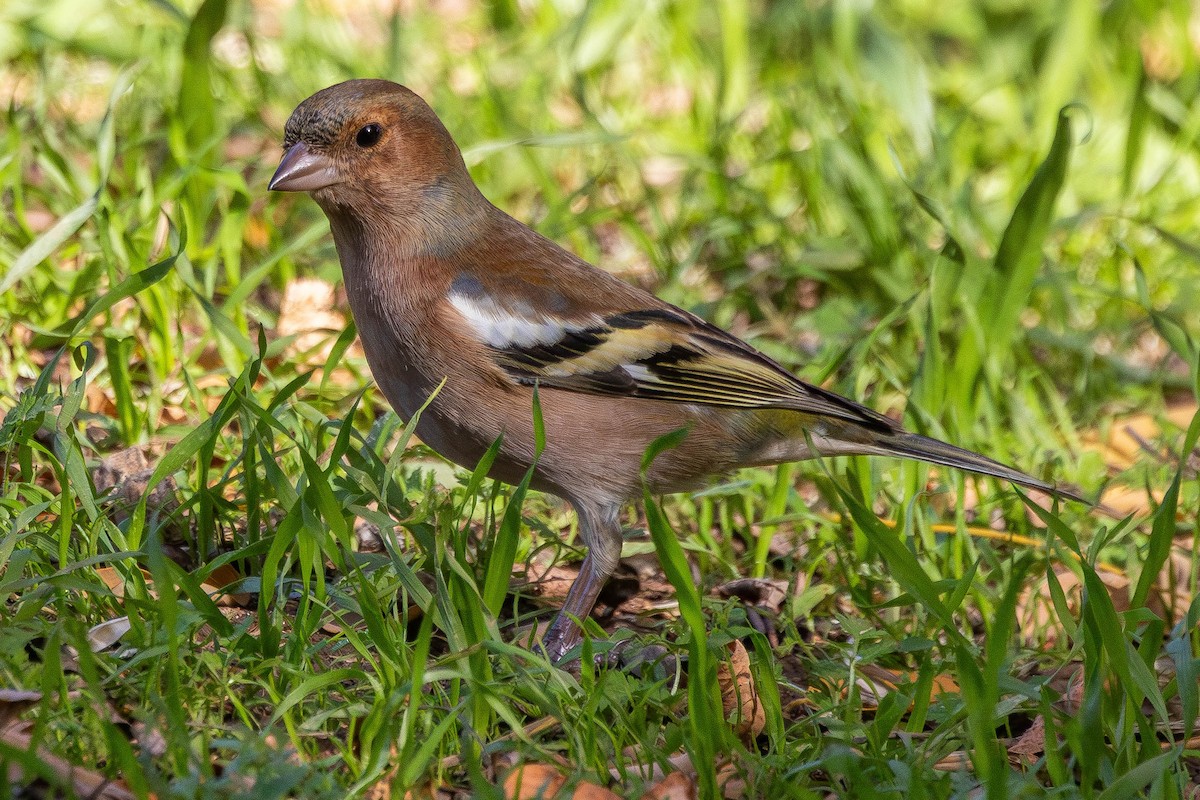 Buchfink - ML646551610