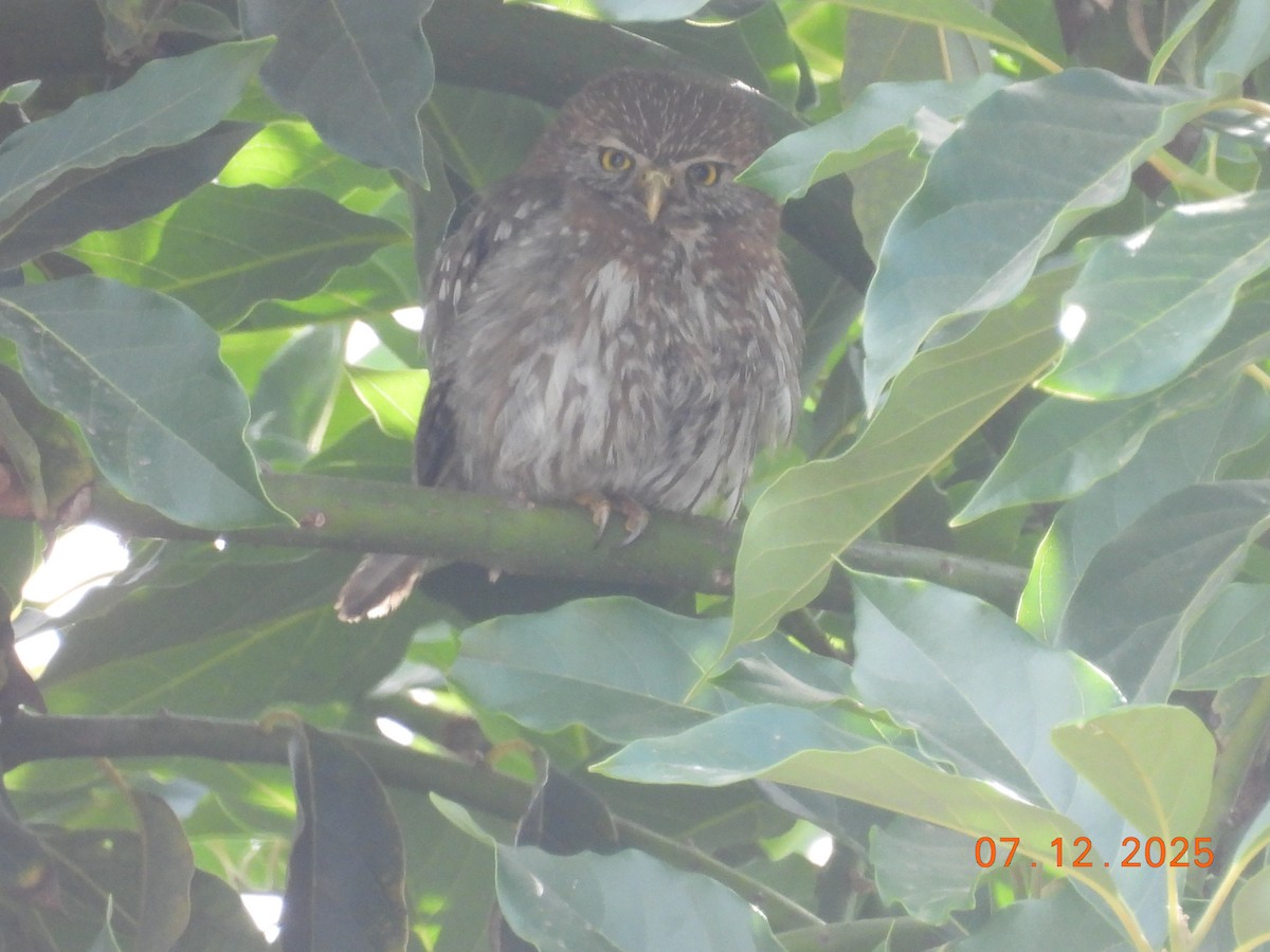 Austral Pygmy-Owl - ML646551611