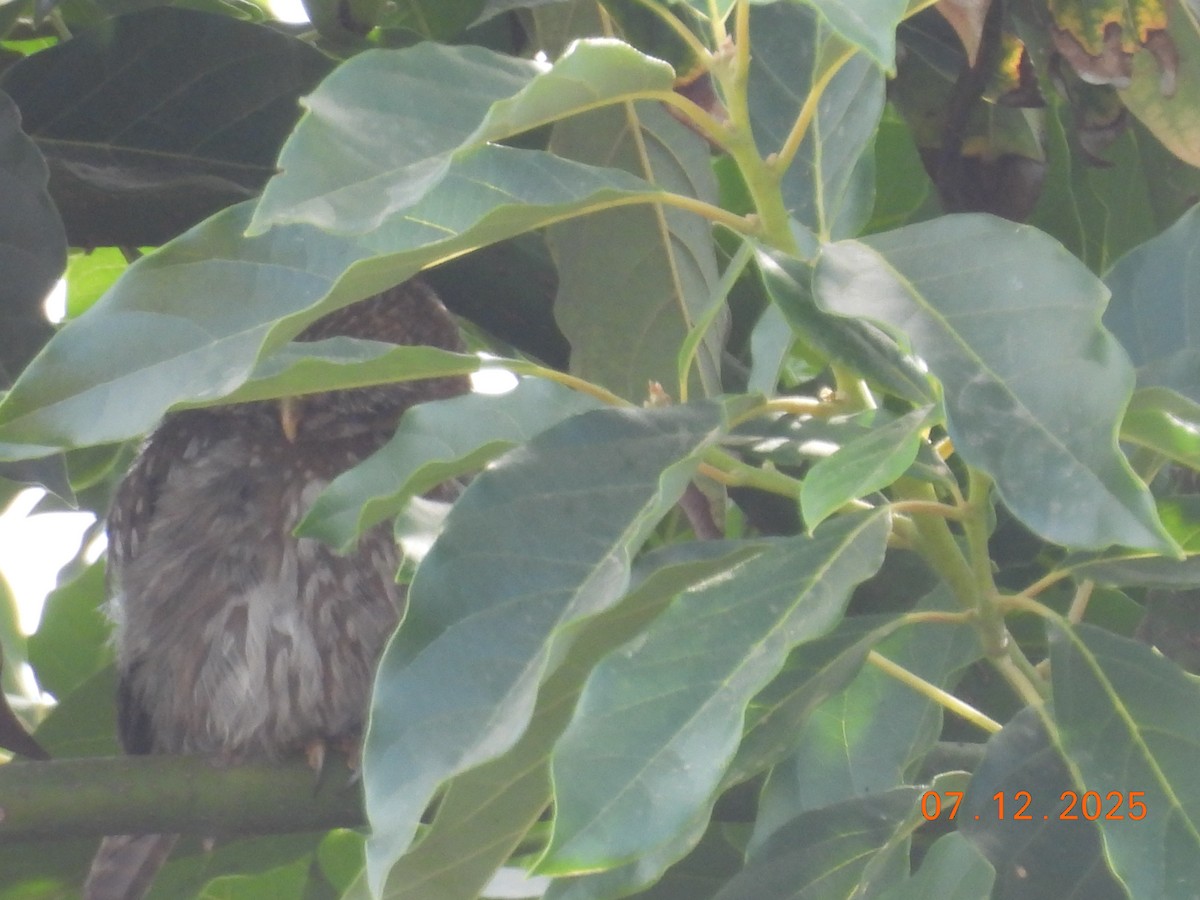 Austral Pygmy-Owl - ML646551616