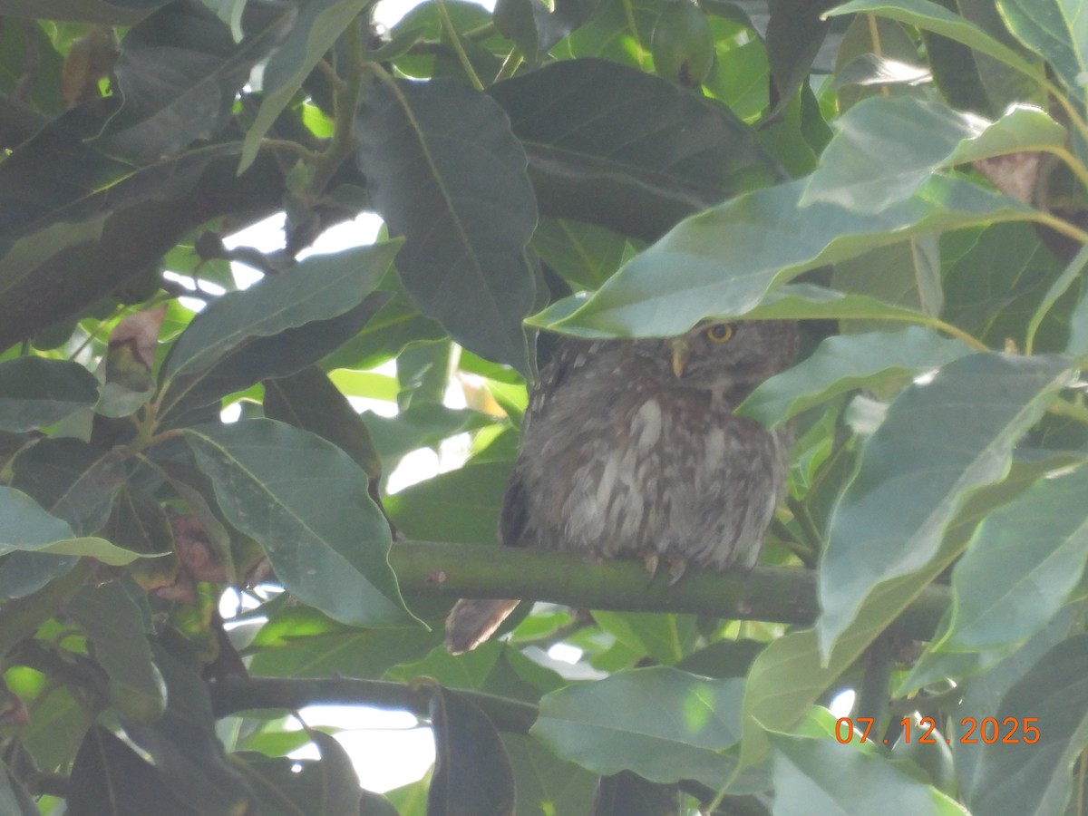 Austral Pygmy-Owl - ML646551617