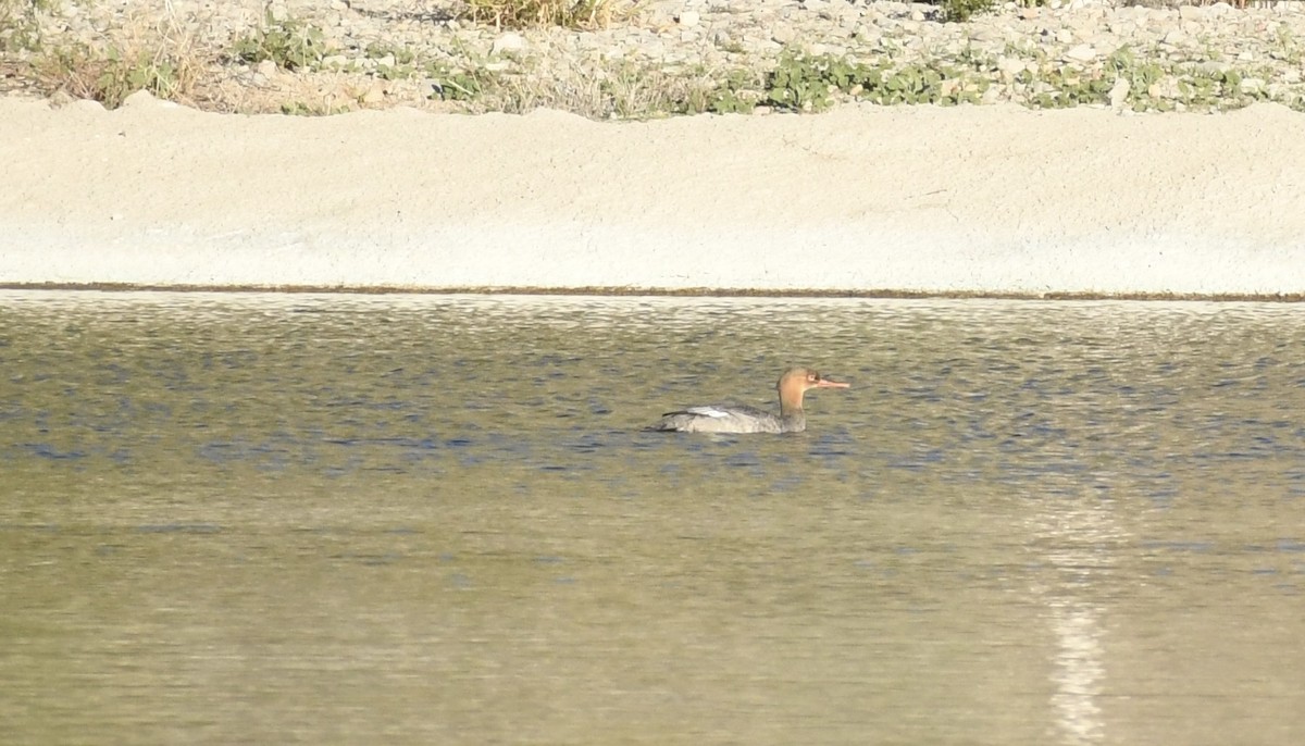 siland - ML646551620