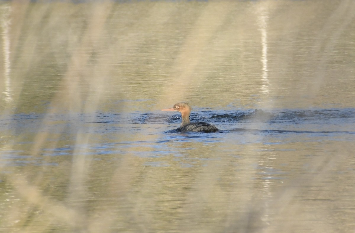 siland - ML646551621