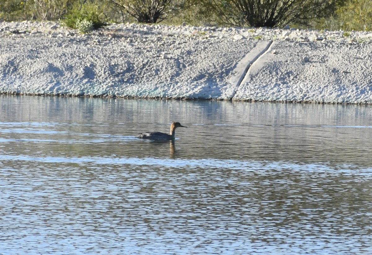 siland - ML646551622