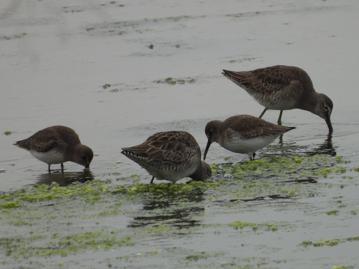 Хараалжин цууцил - ML646551624