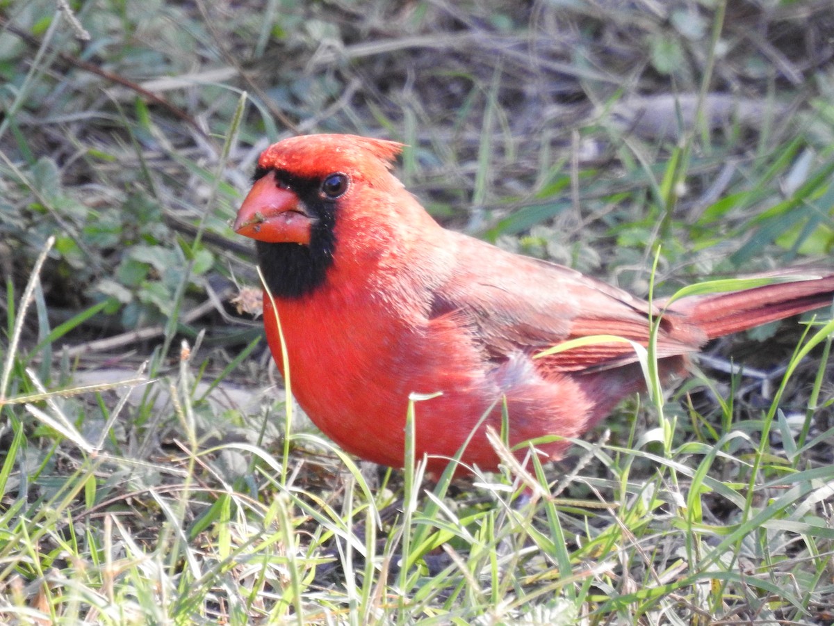 Northern Cardinal - ML646551626