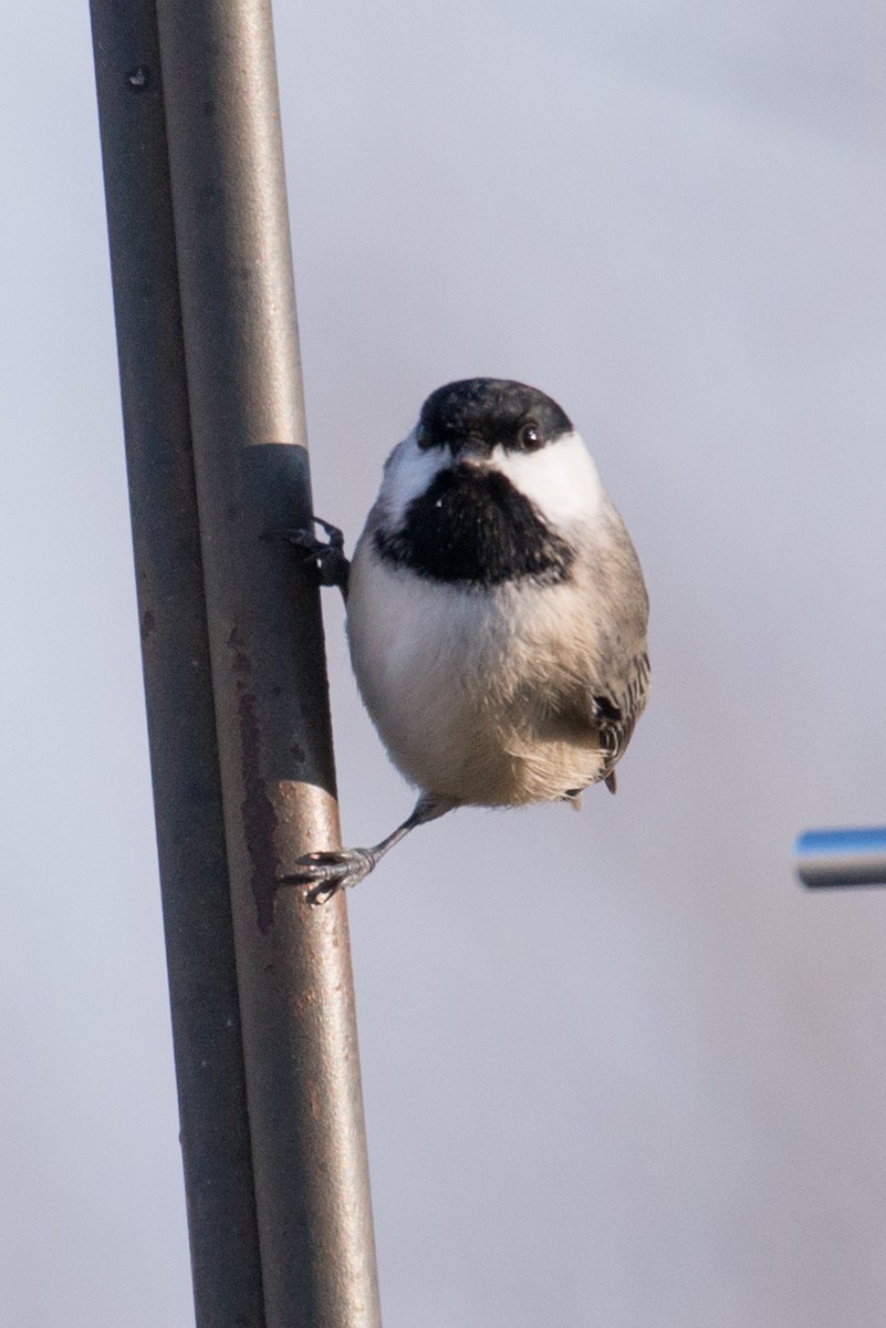 Carolina Chickadee - ML646551627
