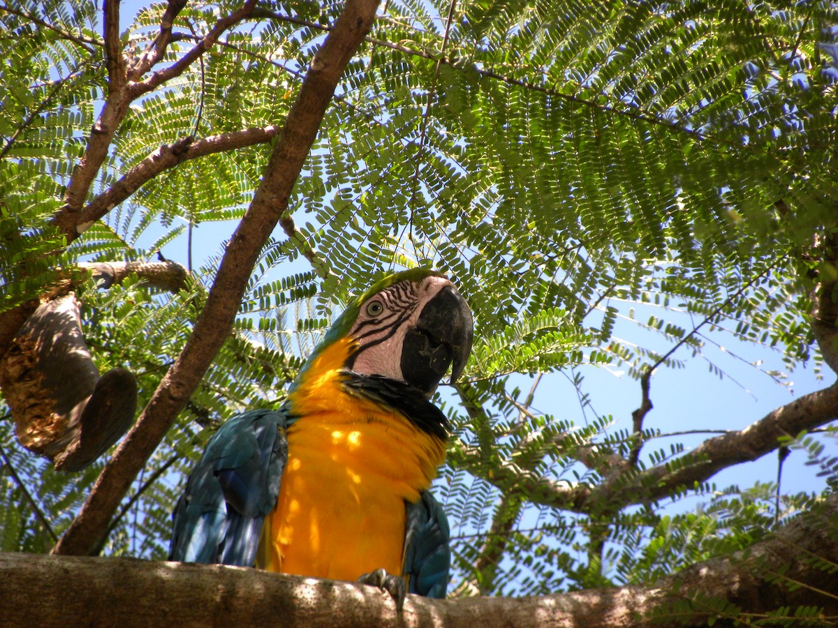 Blue-and-yellow Macaw - ML646551631