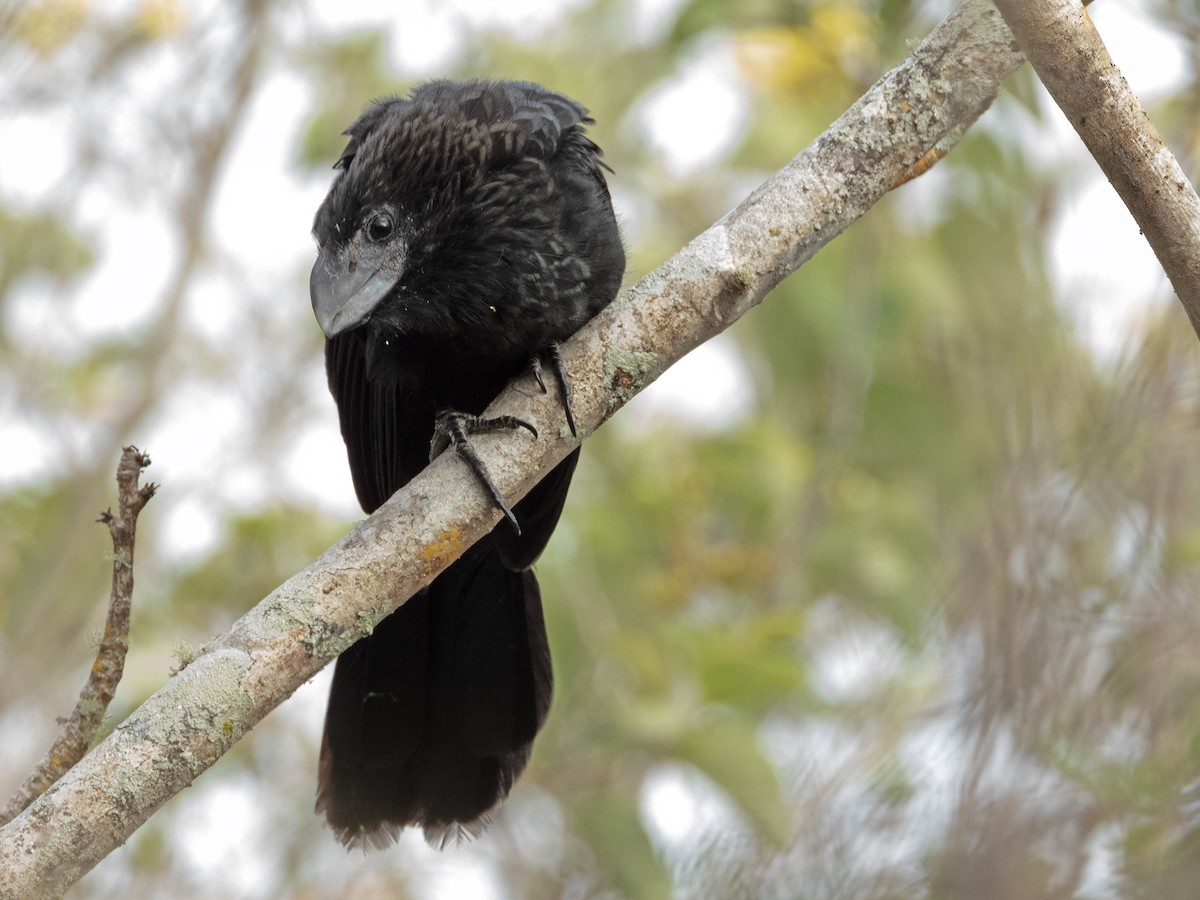 glattnebbani - ML646551633