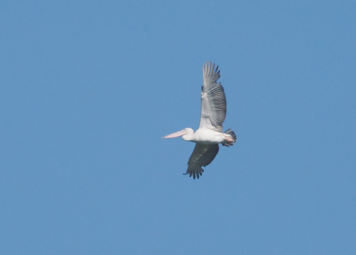 コシベニペリカン - ML646551635