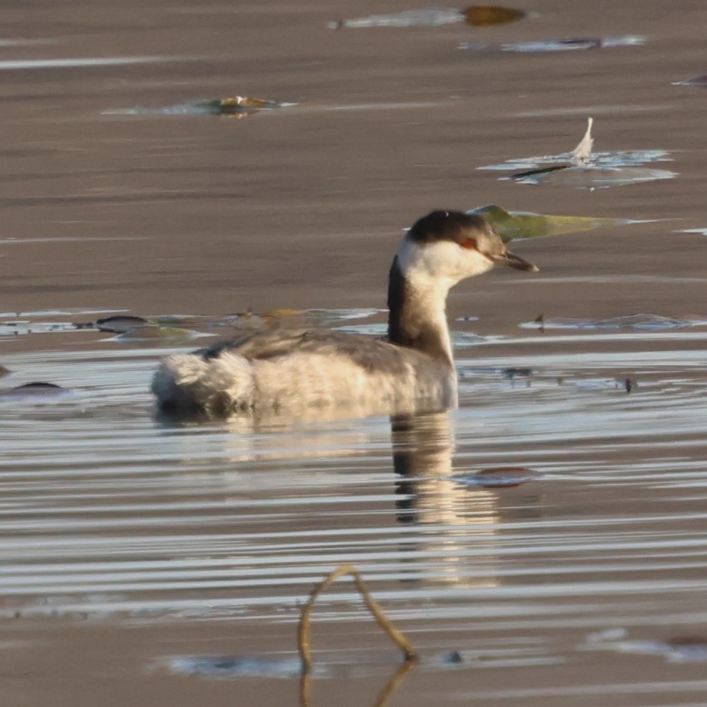 Horned Grebe - ML646551638
