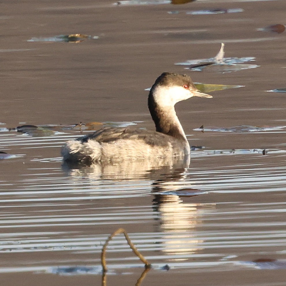 Horned Grebe - ML646551639