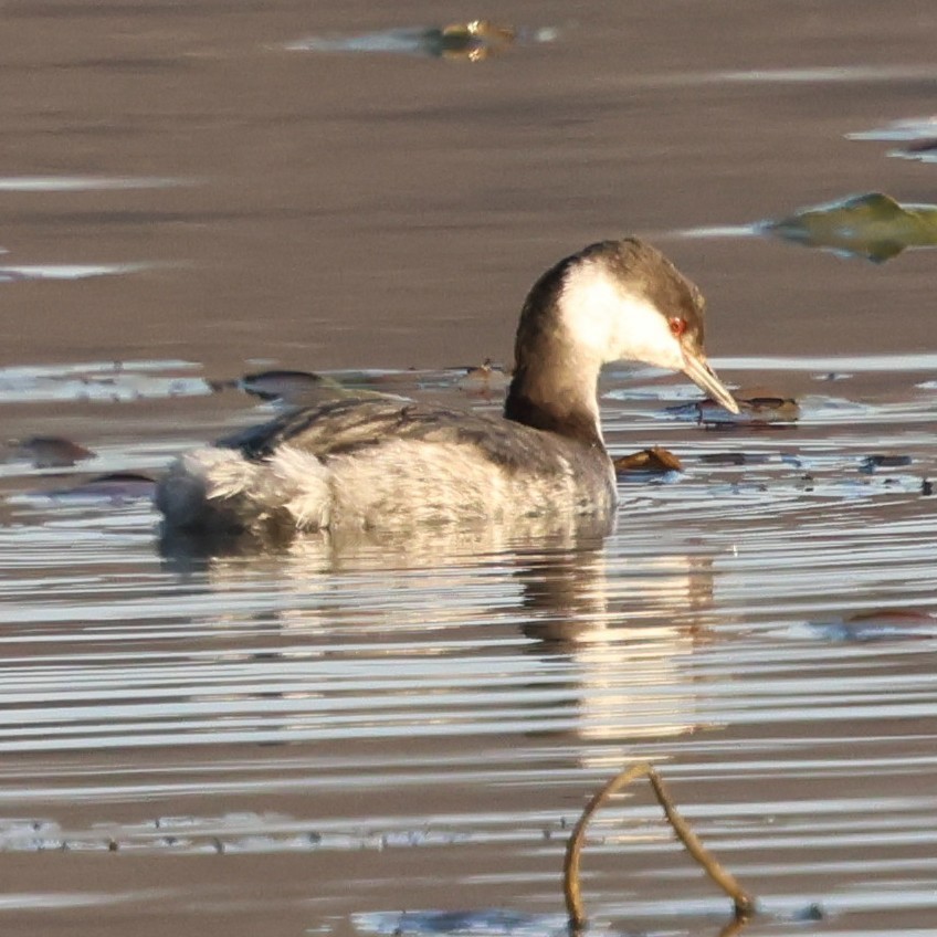 Horned Grebe - ML646551641