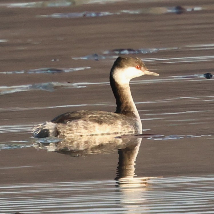 Horned Grebe - ML646551642