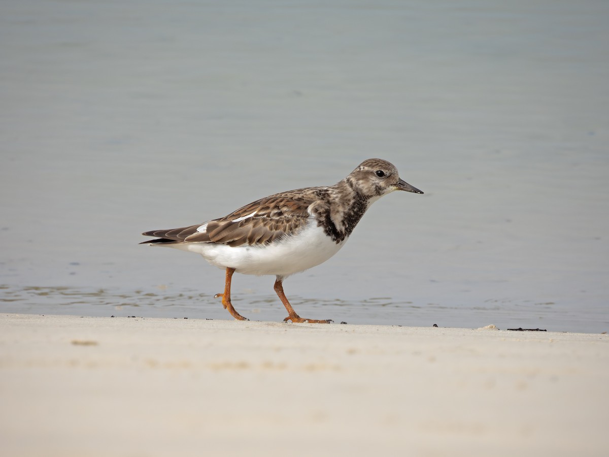 Алаг хайргач - ML646551643