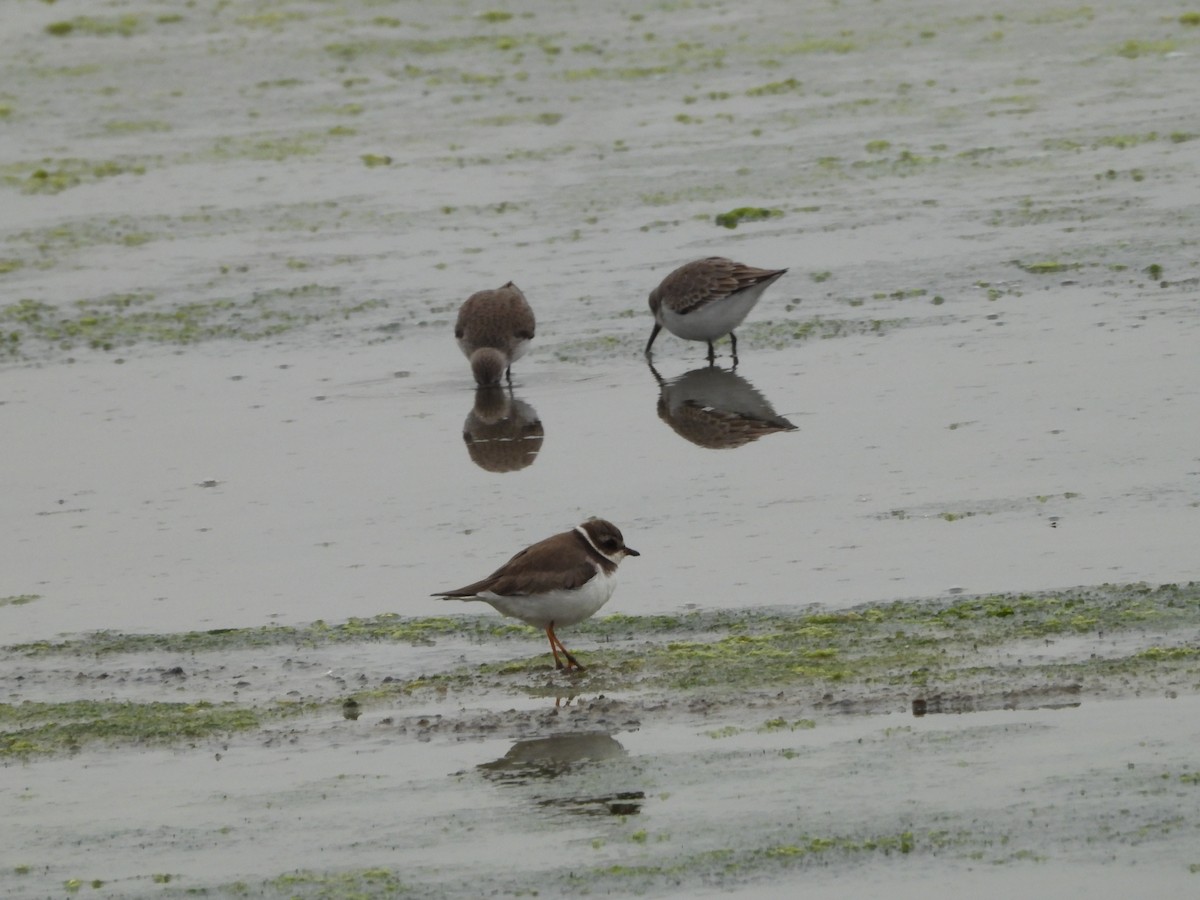 Semipalmated Plover - ML646551644