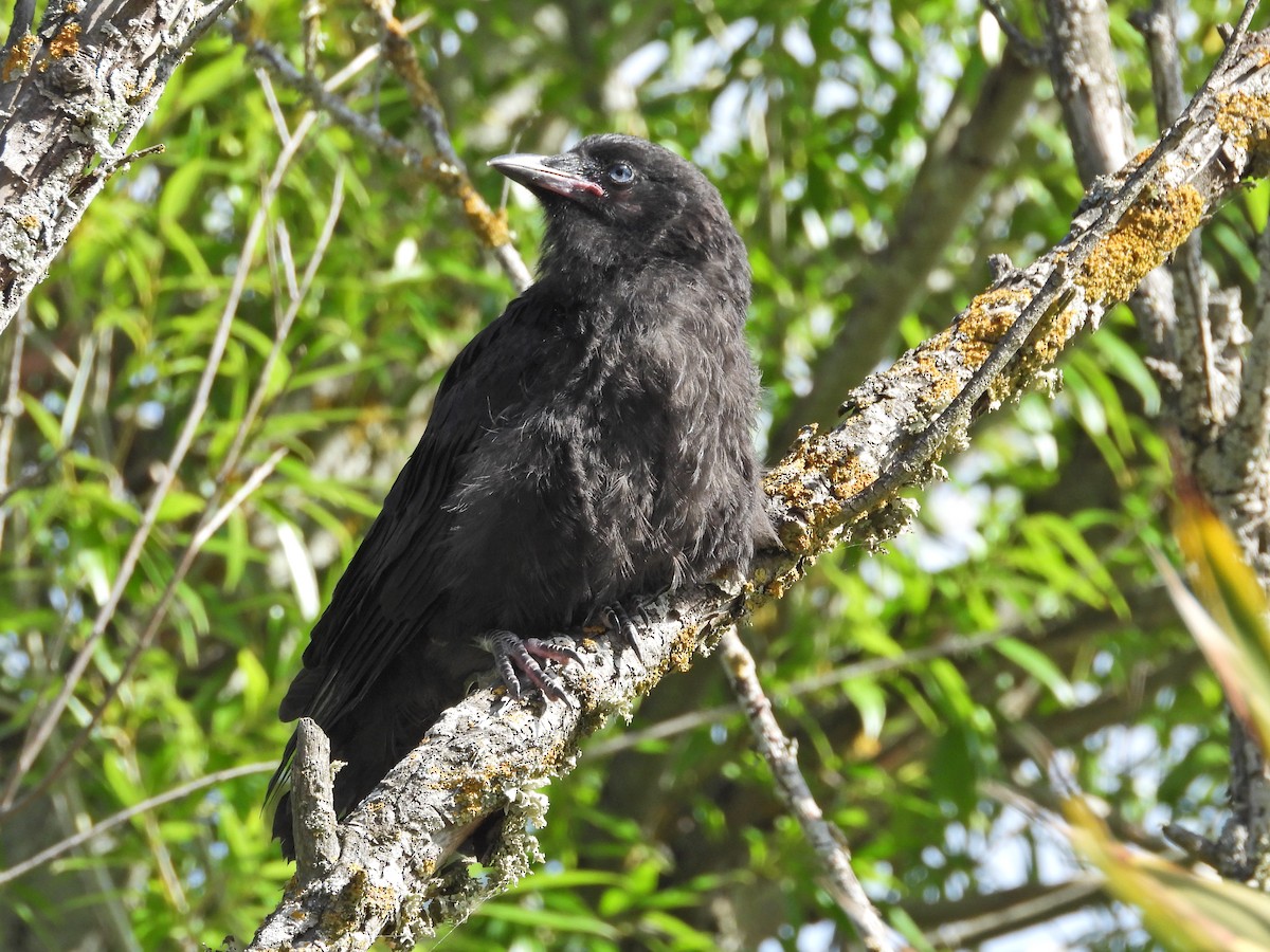 ミナミコワタリガラス - ML646551646