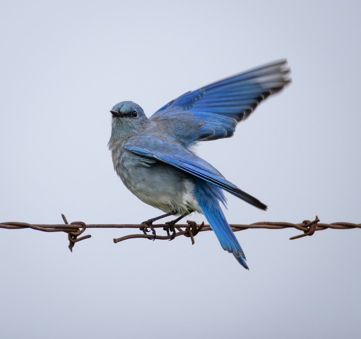 Mountain Bluebird - ML646551648