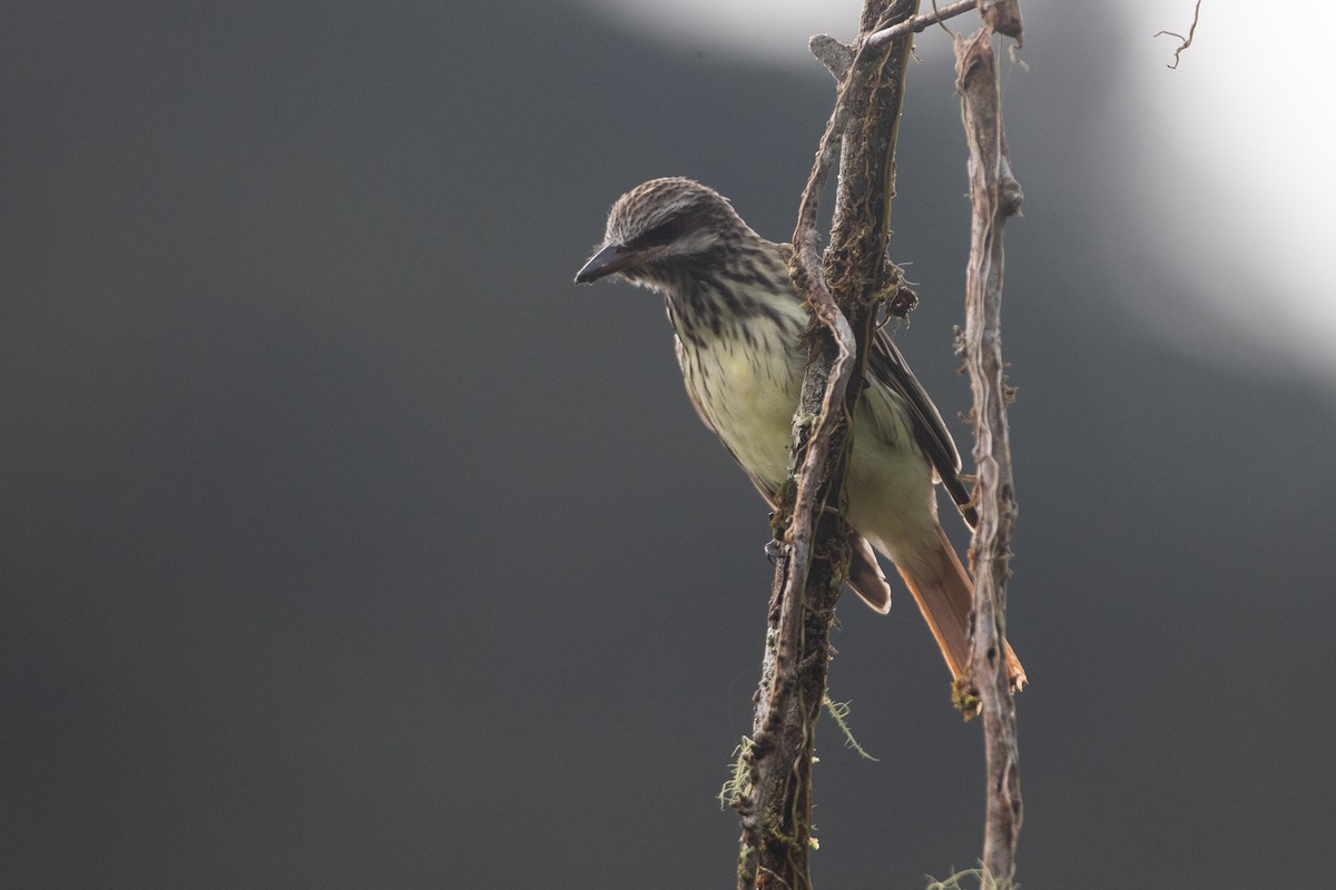 Sulphur-bellied Flycatcher - ML646551652