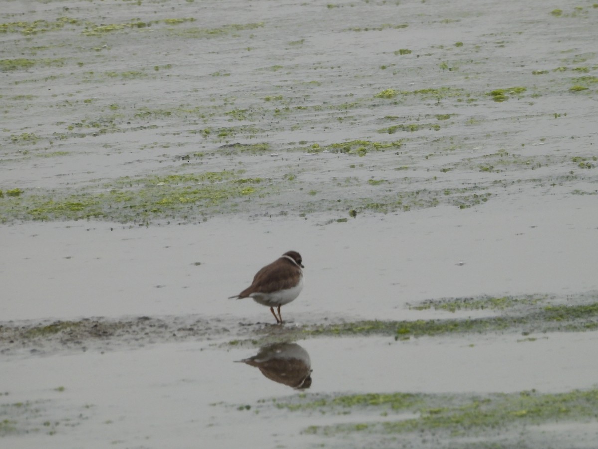 Semipalmated Plover - ML646551653