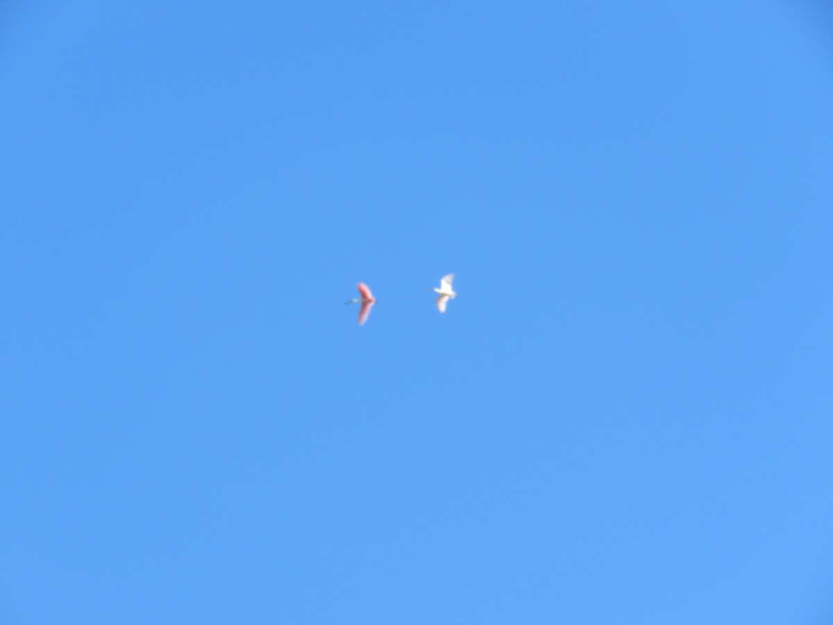 Espátula Rosada - ML646551656