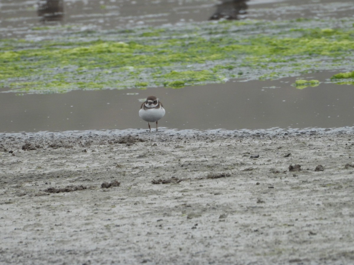 Semipalmated Plover - ML646551658