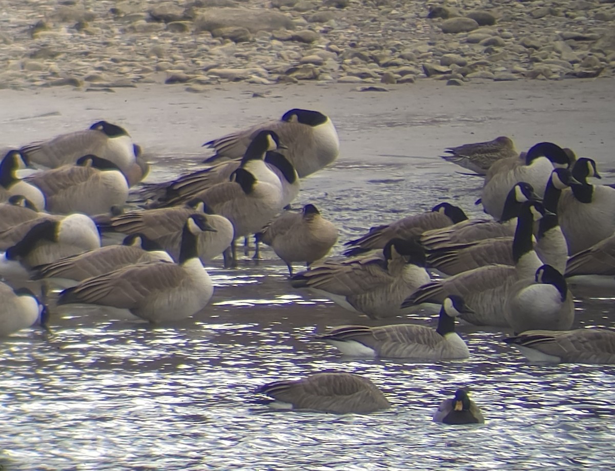 Bernache de Hutchins - ML646551659