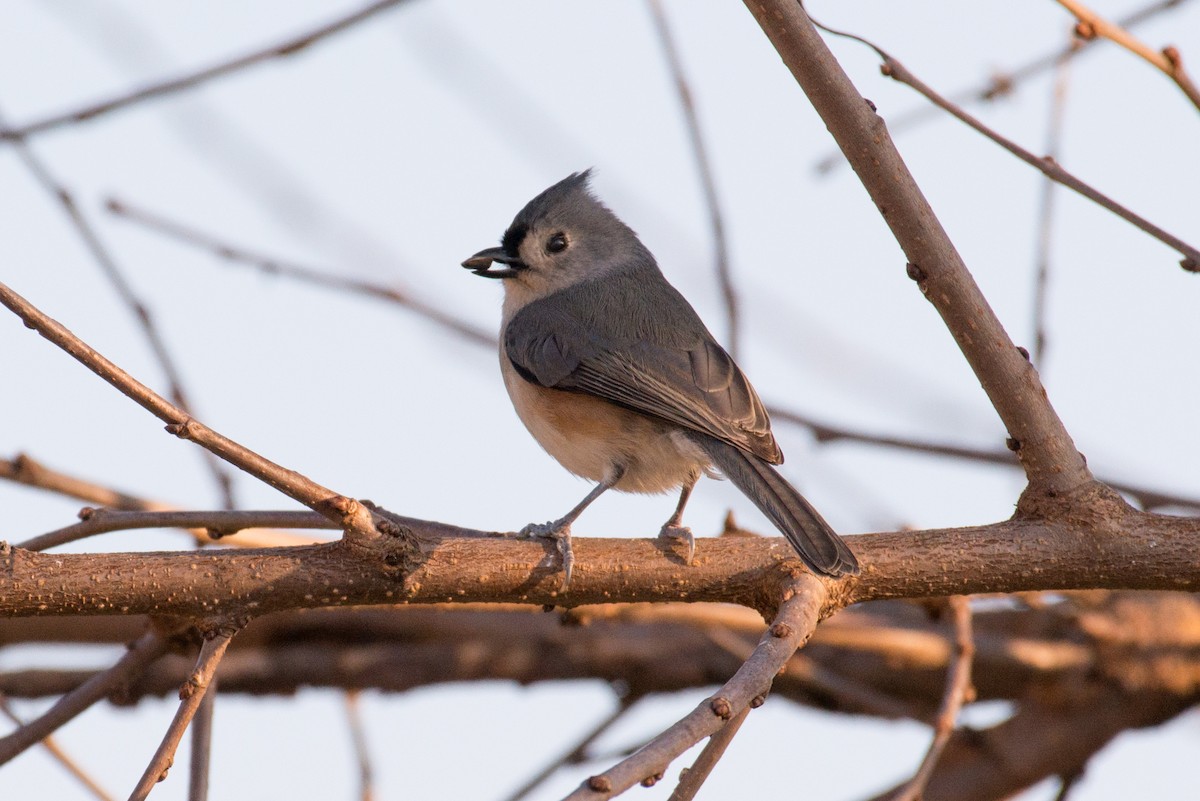 Tufted Titmouse - ML646551662