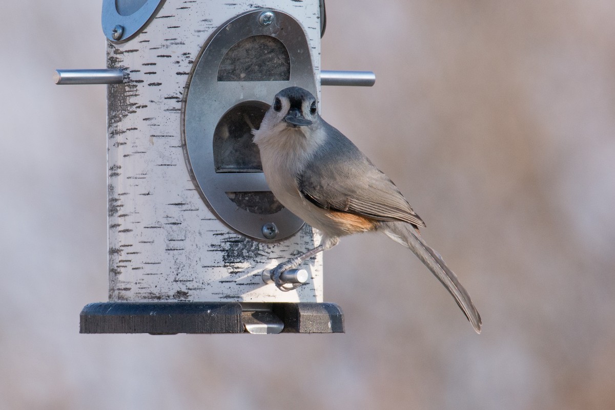 Tufted Titmouse - ML646551663