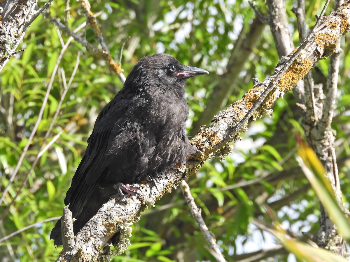 ミナミコワタリガラス - ML646551664