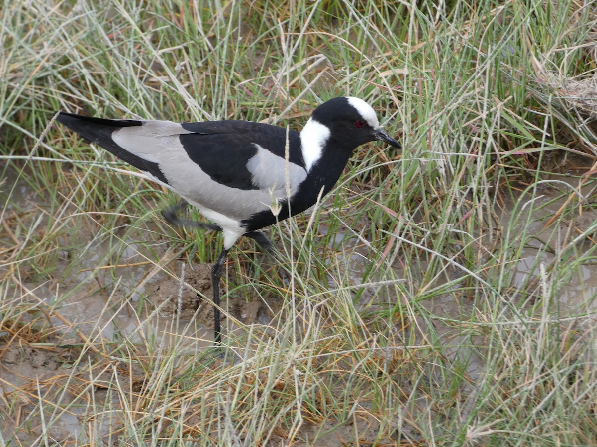 Blacksmith Lapwing - ML646551665