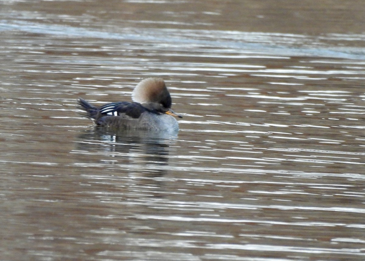 Hooded Merganser - ML646551666