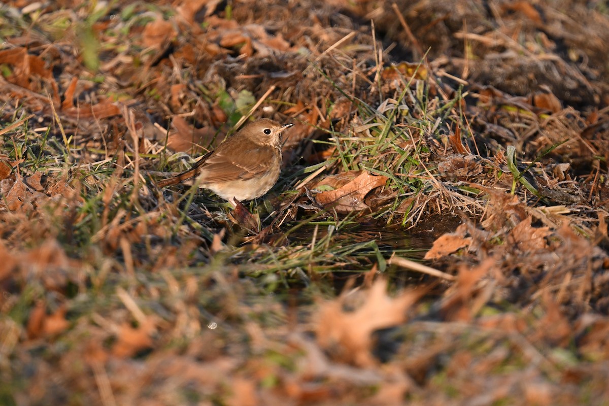 Hermit Thrush - ML646551669