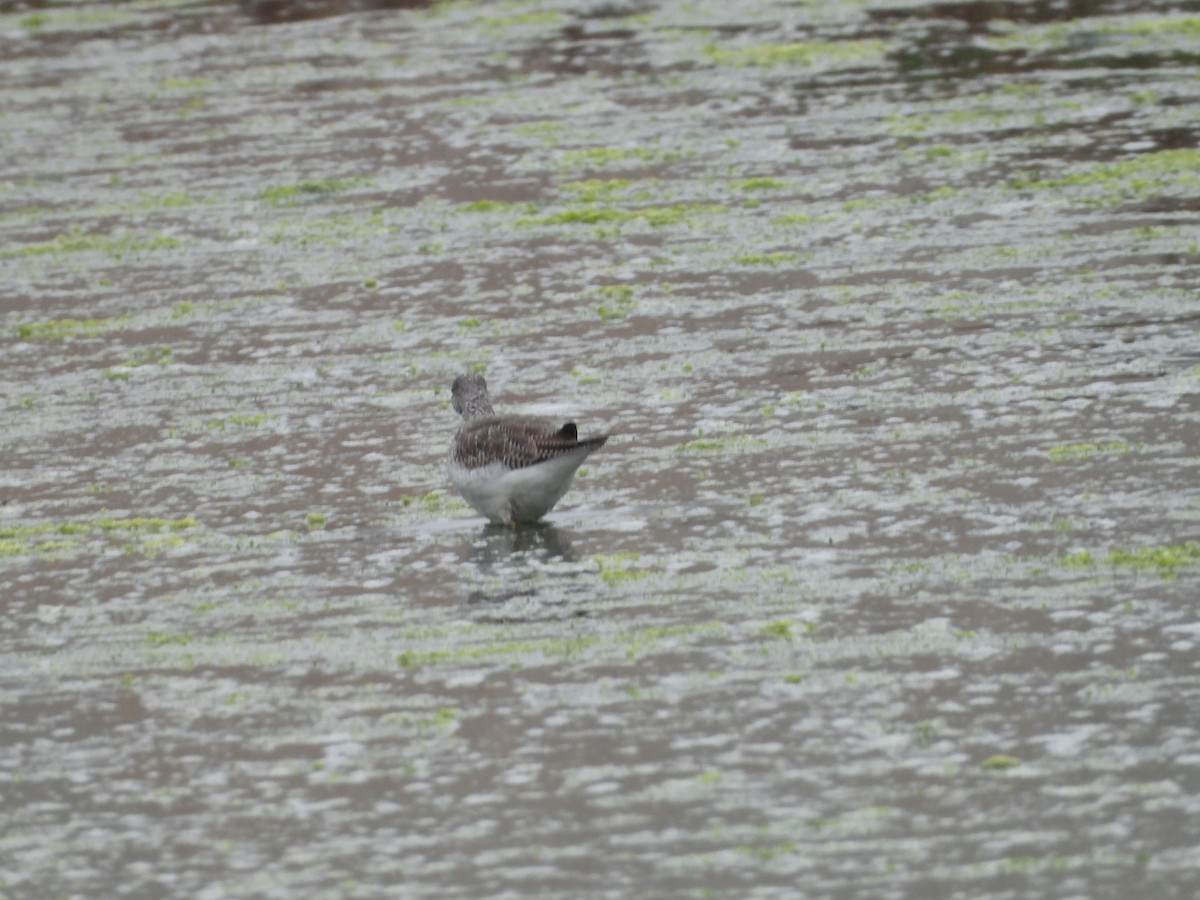 Greater Yellowlegs - ML646551670