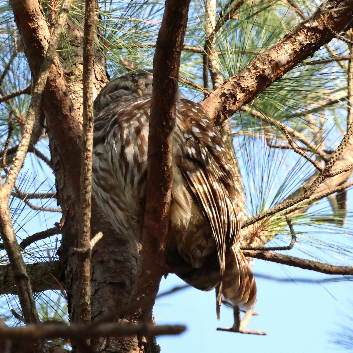 Barred Owl - ML646551674