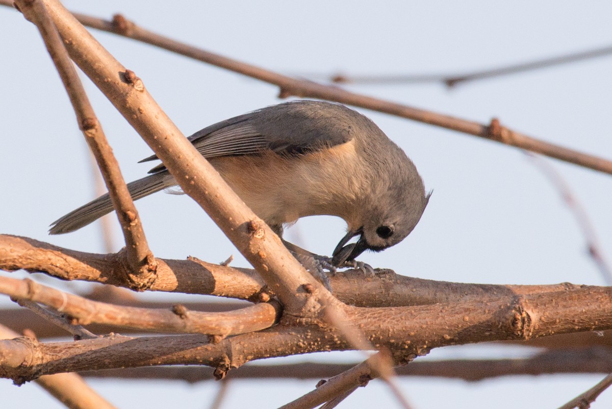 Tufted Titmouse - ML646551675