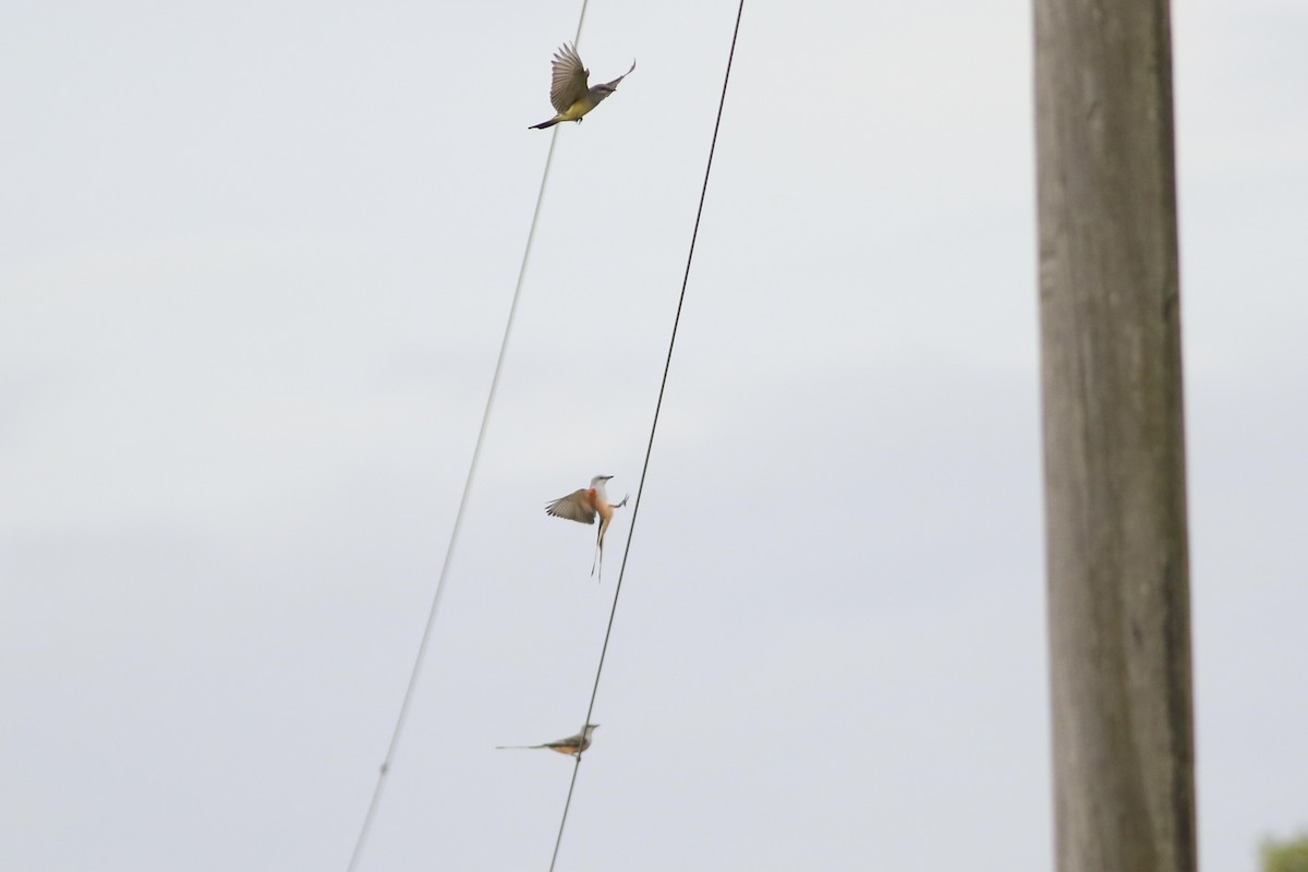 Западный тиранн - ML646551677