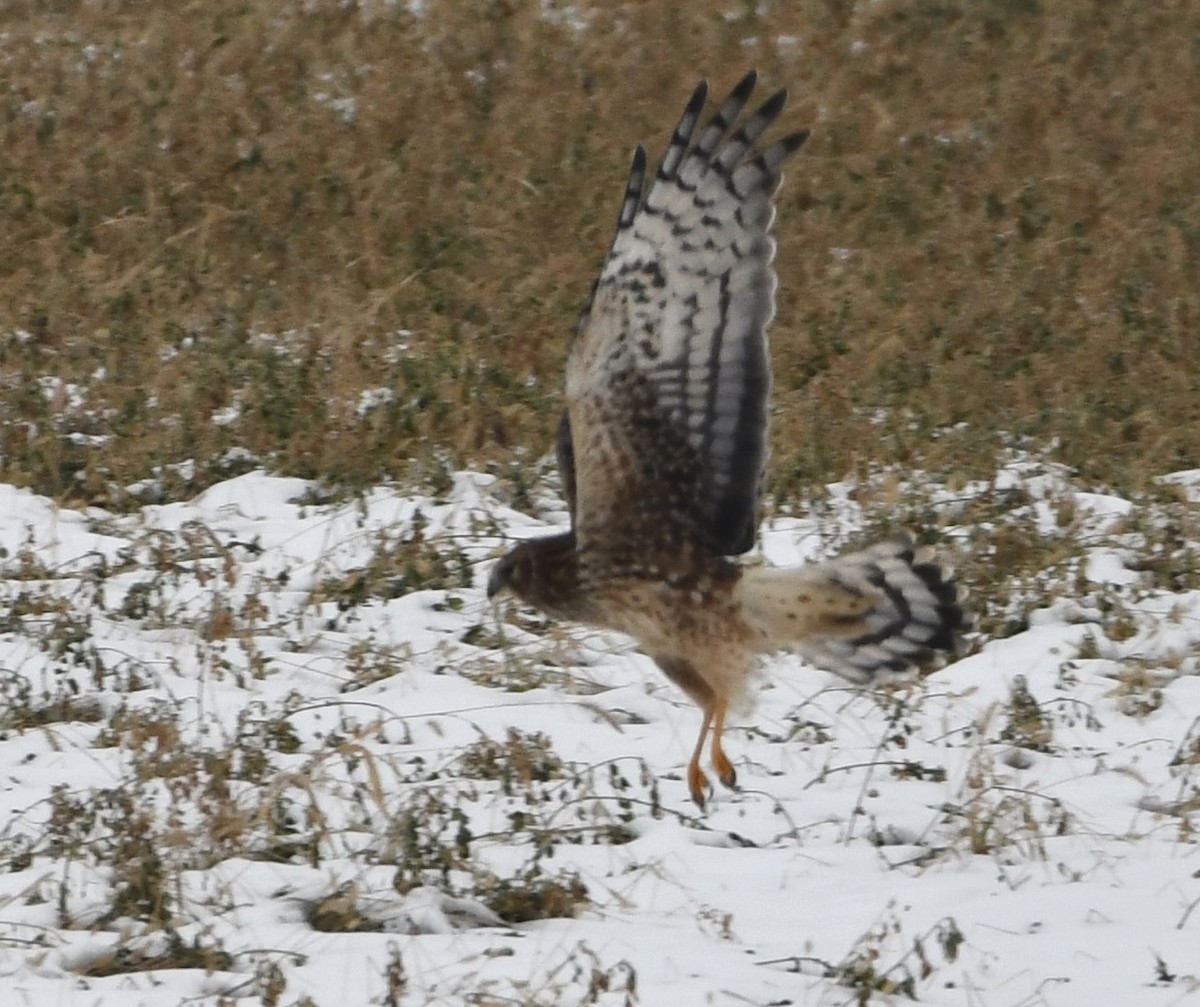 Northern Harrier - ML646551678