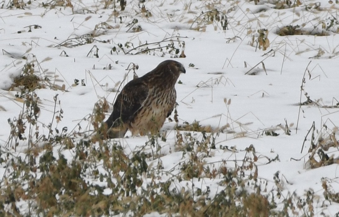 Northern Harrier - ML646551679