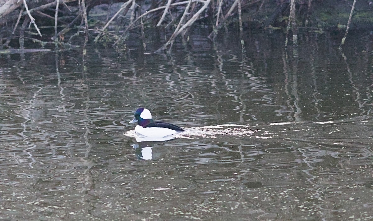 Bufflehead - ML646551681