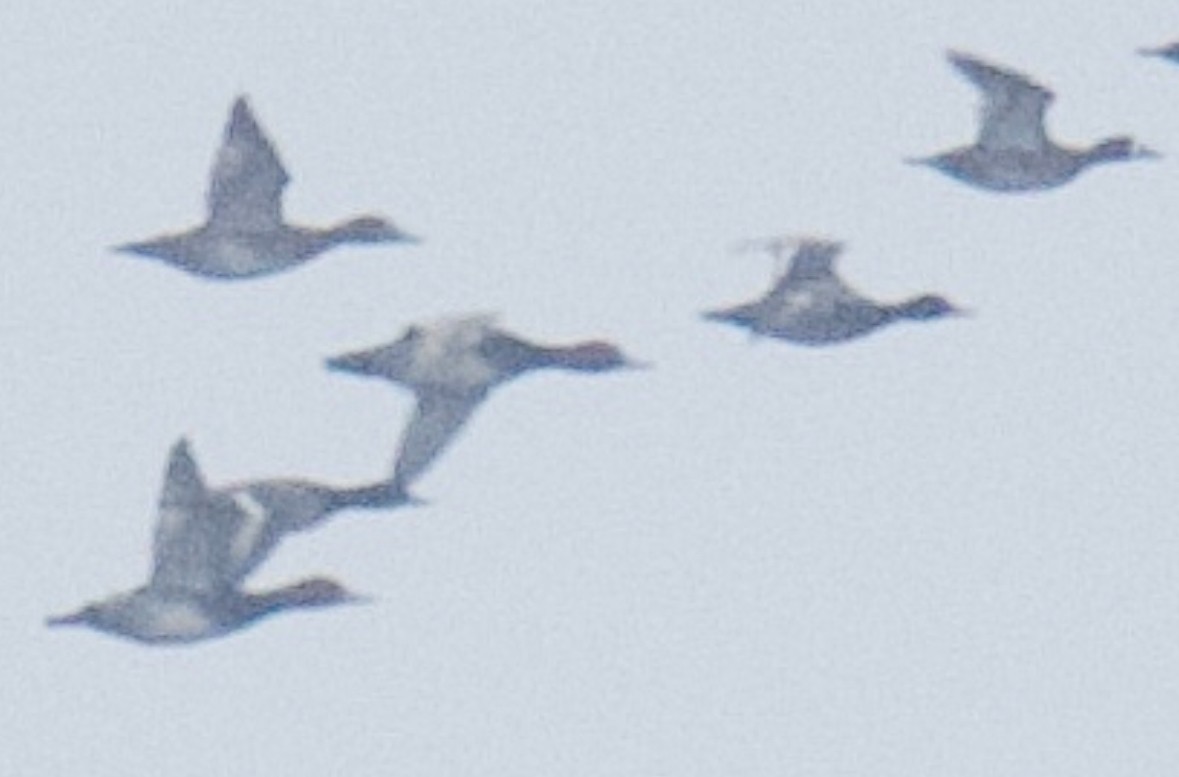 Greater Scaup - ML646551683