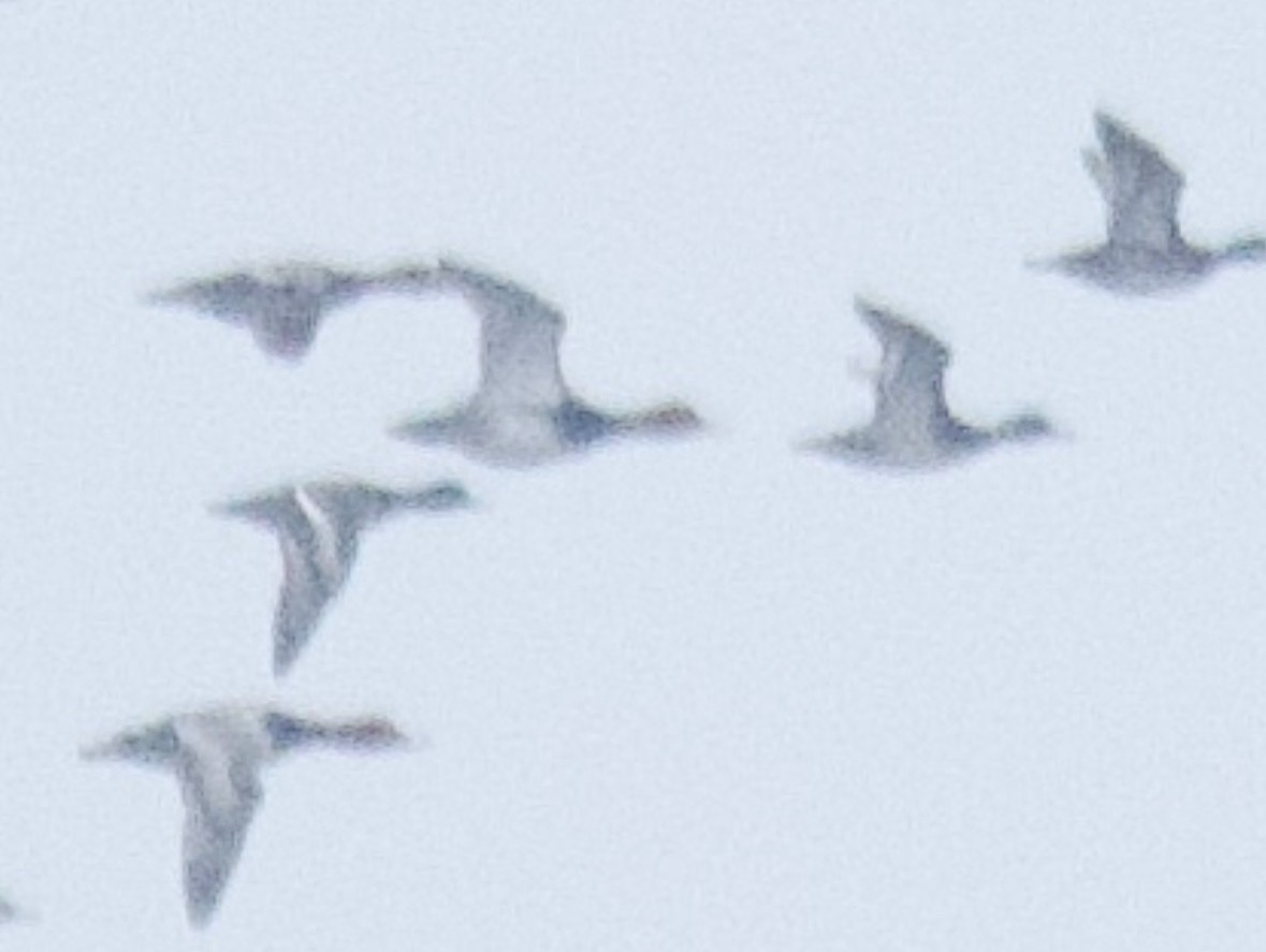 Greater Scaup - ML646551684