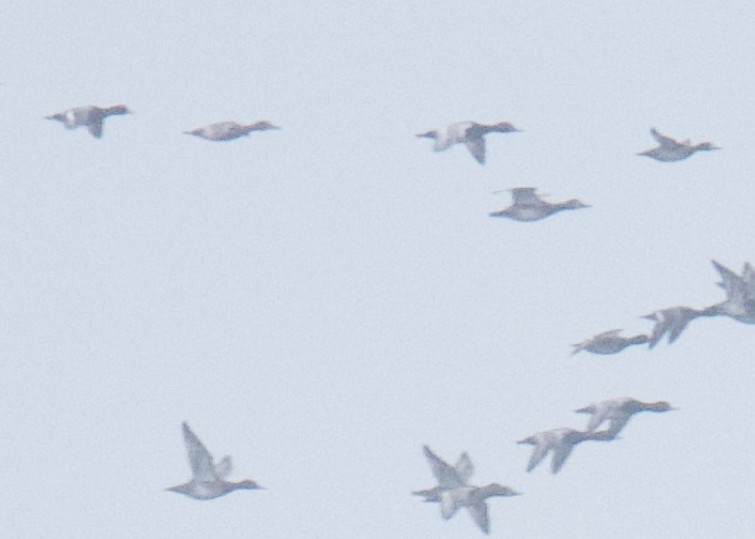 Greater Scaup - ML646551685