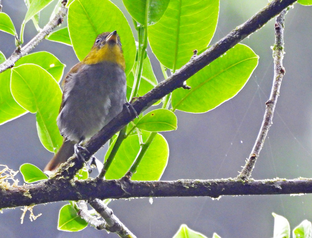 Yellow-throated Chlorospingus - ML646551688